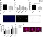 CD45 Antibody in Flow Cytometry (Flow)