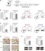 CD45 Antibody in Immunohistochemistry, Flow Cytometry (IHC, Flow)