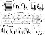 CD95 (APO-1/Fas) Antibody in Flow Cytometry (Flow)