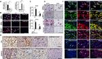 ACE2 Antibody in Immunohistochemistry (IHC)