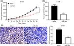 Ki-67 Antibody in Immunohistochemistry (IHC)