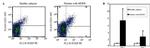 FOXP3 Antibody in Flow Cytometry (Flow)