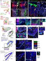 EOMES Antibody in Immunohistochemistry (IHC)