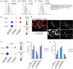 Ki-67 Antibody in Immunocytochemistry, Flow Cytometry (ICC/IF, Flow)