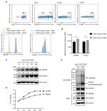 FOXP3 Antibody in Flow Cytometry (Flow)