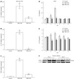 ROR gamma (t) Antibody in Western Blot (WB)