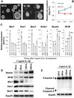 Musashi-1 Antibody in Western Blot (WB)