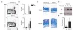 FceR1 alpha Antibody in Flow Cytometry (Flow)