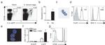 FceR1 alpha Antibody in Flow Cytometry (Flow)