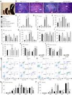 CD71 (Transferrin Receptor) Antibody in Flow Cytometry (Flow)