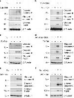 CD253 (TRAIL) Antibody in Neutralization (Neu)