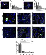 Myosin 4 Antibody in Immunohistochemistry (IHC)