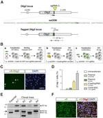 V5 Tag Antibody in Immunocytochemistry (ICC/IF)