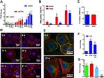 IL-1 beta Antibody in Flow Cytometry (Flow)