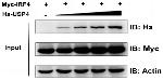 IRF4 Antibody in Western Blot (WB)