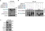 CD44 Antibody in Western Blot (WB)