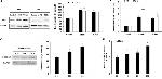 beta Catenin Antibody in Western Blot (WB)