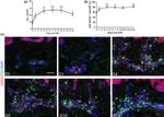 CD8 alpha Antibody in Immunohistochemistry (IHC)