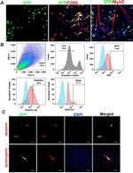 Desmin Antibody in Immunocytochemistry (ICC/IF)