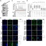 FAK Antibody in Western Blot (WB)