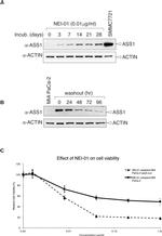 SLC22A1 Antibody in Western Blot (WB)