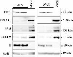 beta Actin Antibody in Western Blot (WB)