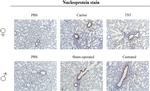 Influenza A NP Antibody in Immunohistochemistry (IHC)