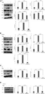 Phospho-IRAK1 (Thr209) Antibody in Western Blot (WB)