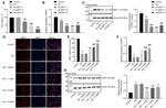 beta Actin Antibody in Western Blot (WB)