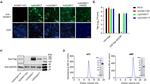 DYKDDDDK Tag Antibody in Western Blot (WB)