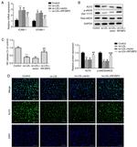 eNOS Antibody in Western Blot (WB)