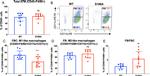 CD11b Antibody in Flow Cytometry (Flow)