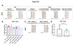 eNOS Antibody in Immunohistochemistry, Immunohistochemistry (Paraffin) (IHC, IHC (P))