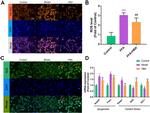 Nrf2 Antibody in Immunocytochemistry (ICC/IF)