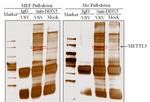 METTL3 Antibody in Immunoprecipitation (IP)