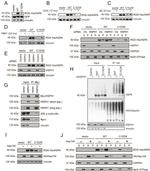 Aspartoacylase Antibody in Western Blot (WB)