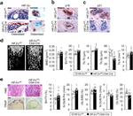 p21 Antibody in Immunohistochemistry (IHC)