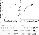 HA Tag Antibody in Western Blot (WB)