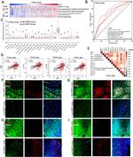 EMP3 Antibody in Immunohistochemistry (IHC)