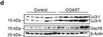 Rat IgG (H+L) Secondary Antibody in Western Blot (WB)