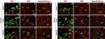 Rat IgG (H+L) Highly Cross-Adsorbed Secondary Antibody in Immunohistochemistry (IHC)