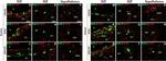 Rat IgG (H+L) Highly Cross-Adsorbed Secondary Antibody in Immunohistochemistry (IHC)