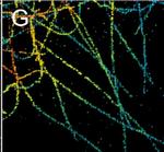 Rabbit IgG (H+L) Highly Cross-Adsorbed Secondary Antibody in Immunocytochemistry (ICC/IF)