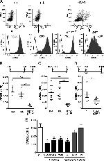 CD62L Antibody