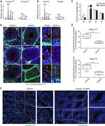 Sp56 Antibody