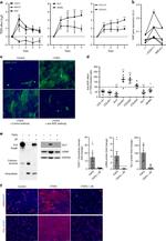 GLI1 Antibody