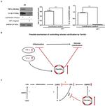 TNF alpha Antibody