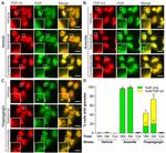 HuR Antibody in Immunocytochemistry (ICC/IF)