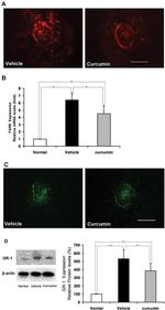 Ly-6G/Ly-6C Antibody