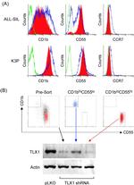 CD197 (CCR7) Antibody in Flow Cytometry (Flow)